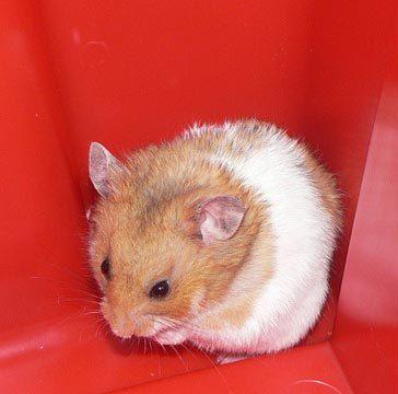 Hamster